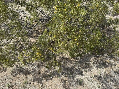 Creosote Bush