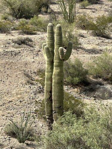 saguaro