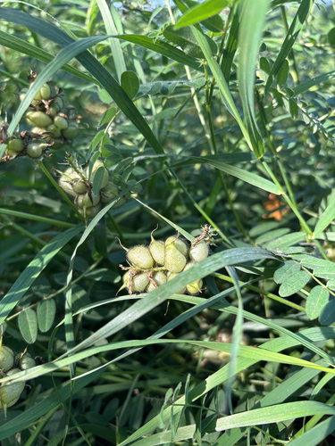 Chickpea Milkvetch