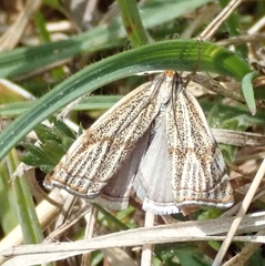 Thisanotia chrysonuchella