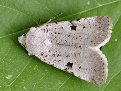 Chersotis margaritacea