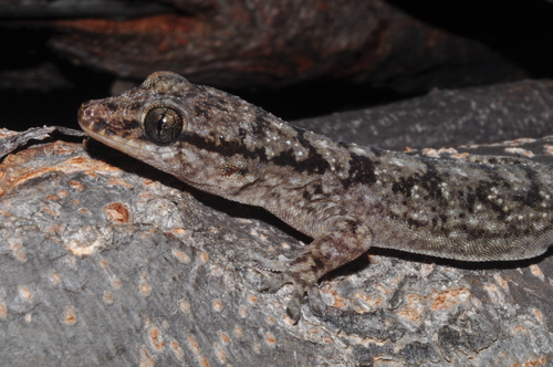 Brazilian Gecko