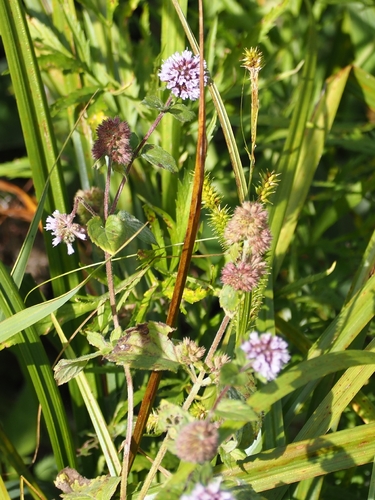 watermint