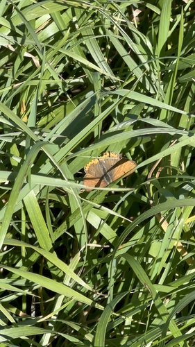 Bronze Copper