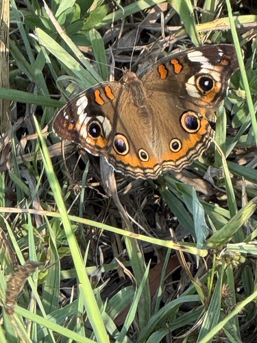 Common Buckeye