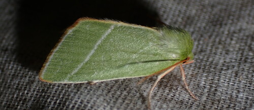 Green Silver-lines