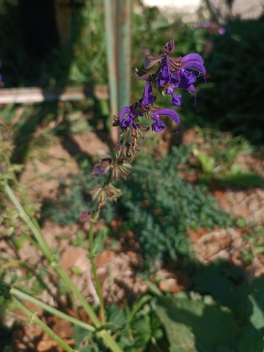 Meadow Sage