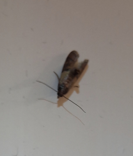 Indian-Meal Moth