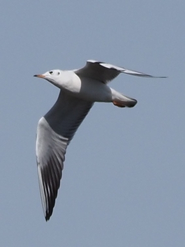 Black-headed Gull