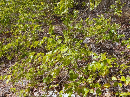 Colubrina asiatica observed 2026-09-19