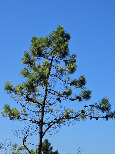 maritime pine