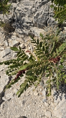 Rhus coriaria