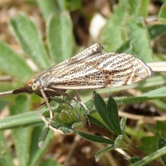 Thisanotia chrysonuchella
