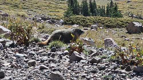 Yellow-bellied Marmot