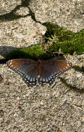Red-spotted Admiral