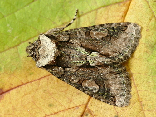Green-brindled Crescent