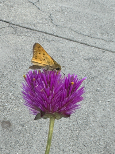 Fiery Skipper