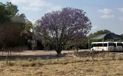 blue jacaranda