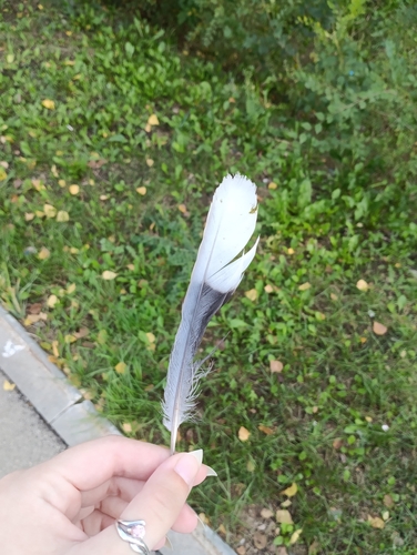 Eurasian Collared-Dove