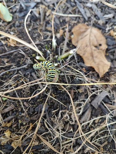 Black Swallowtail