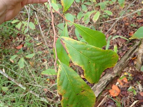 Asimina parviflora