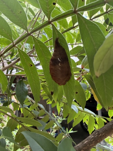 Southern Flannel Moth
