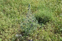 Santolina chamaecyparissus