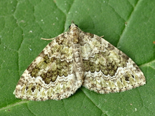 Beech-green Carpet