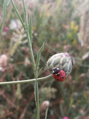 Coccinella septempunctata
