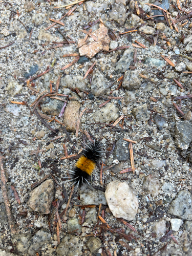 Spotted Tussock Moth