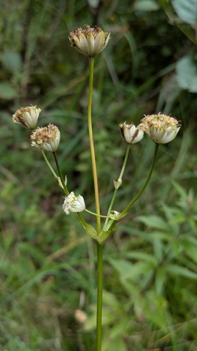 Astrantia major, photograph 2