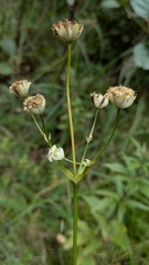 Astrantia major, photograph (c) aga_l_, some rights reserved (CC BY)