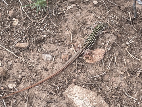 Common Spotted Whiptail
