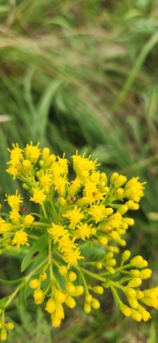 Solidago riddellii, photograph 4