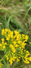 Solidago riddellii, photograph (c) Chris, some rights reserved (CC BY-SA)