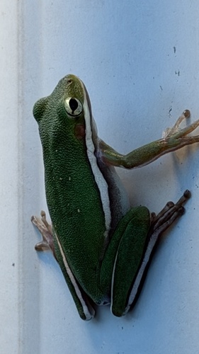 Green Treefrog