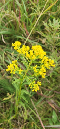 Solidago riddellii, photograph 5
