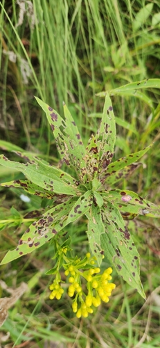 Solidago riddellii, photograph 6