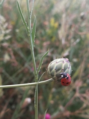 Coccinella septempunctata