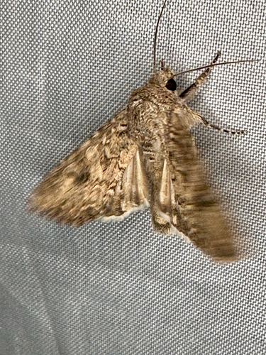 Nutmeg Moth