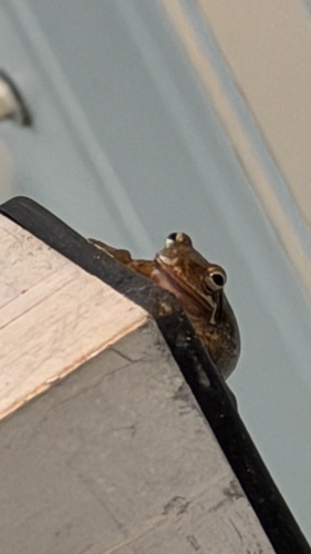 Squirrel Tree Frog