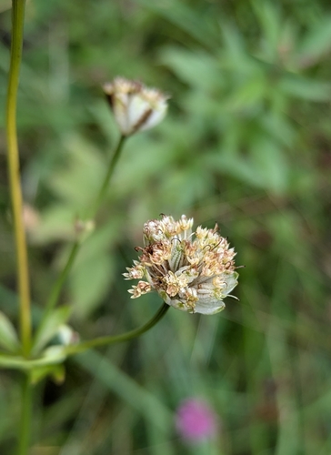 Astrantia major, photograph 3