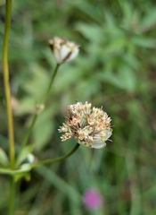Astrantia major, photograph (c) aga_l_, some rights reserved (CC BY)