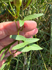 Ipomoea sagittata, photograph (c) V. Ross Johnson, some rights reserved (CC BY-SA)