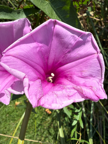 Ipomoea sagittata, photograph 3