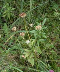 Astrantia major, photograph (c) aga_l_, some rights reserved (CC BY)