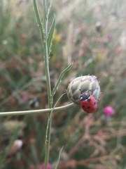 Coccinella septempunctata