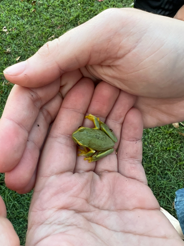 Dainty Tree Frog