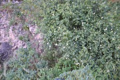 Coronilla valentina glauca