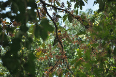 Pyrilia haematotis